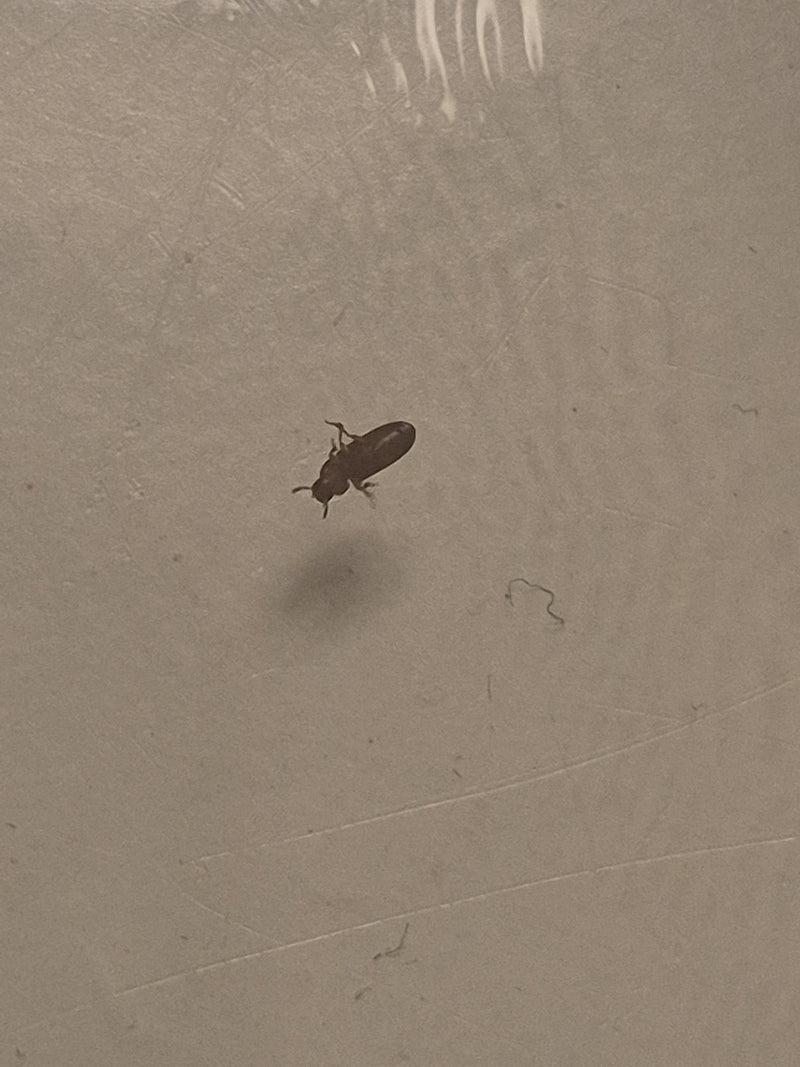 Scarabeo della farina rosso-marrone — Bild 2