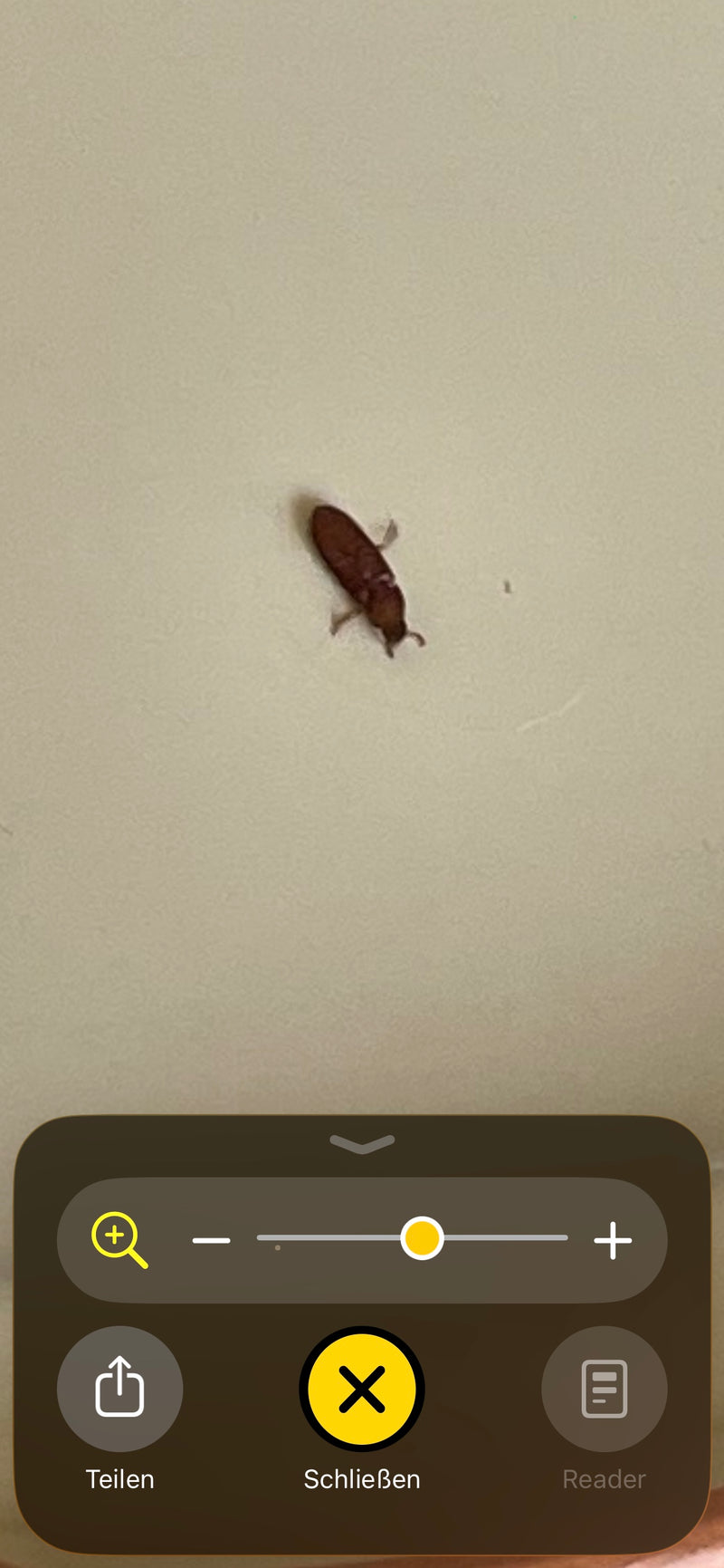 Un Tribolium castaneum è visibile su una superficie chiara e liscia. L'esemplare di insetto mostra la tipica forma del corpo allungata e marrone rossastra.