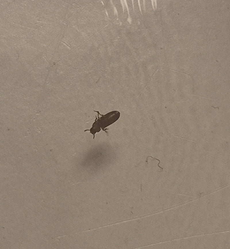 Scarabeo della farina rosso-marrone — Bild 1