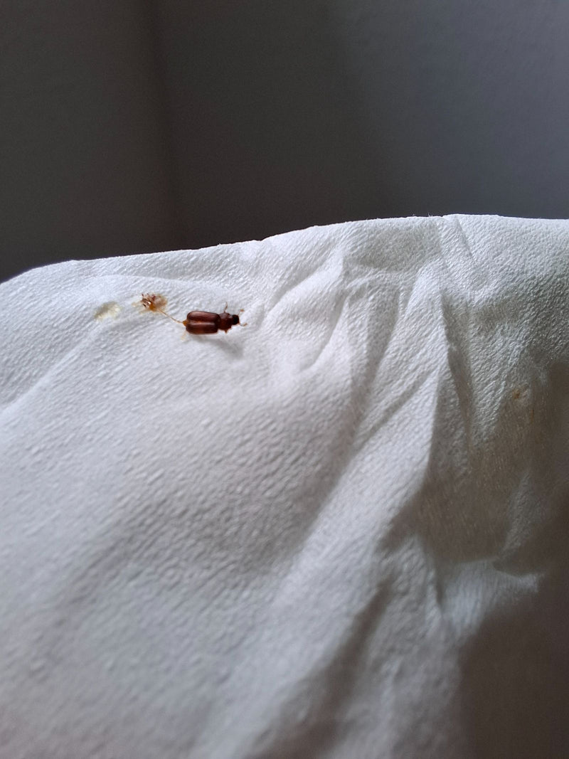 Un Tribolium castaneum si trova su un tovagliolo di carta bianca. L'insetto è chiaramente visibile.