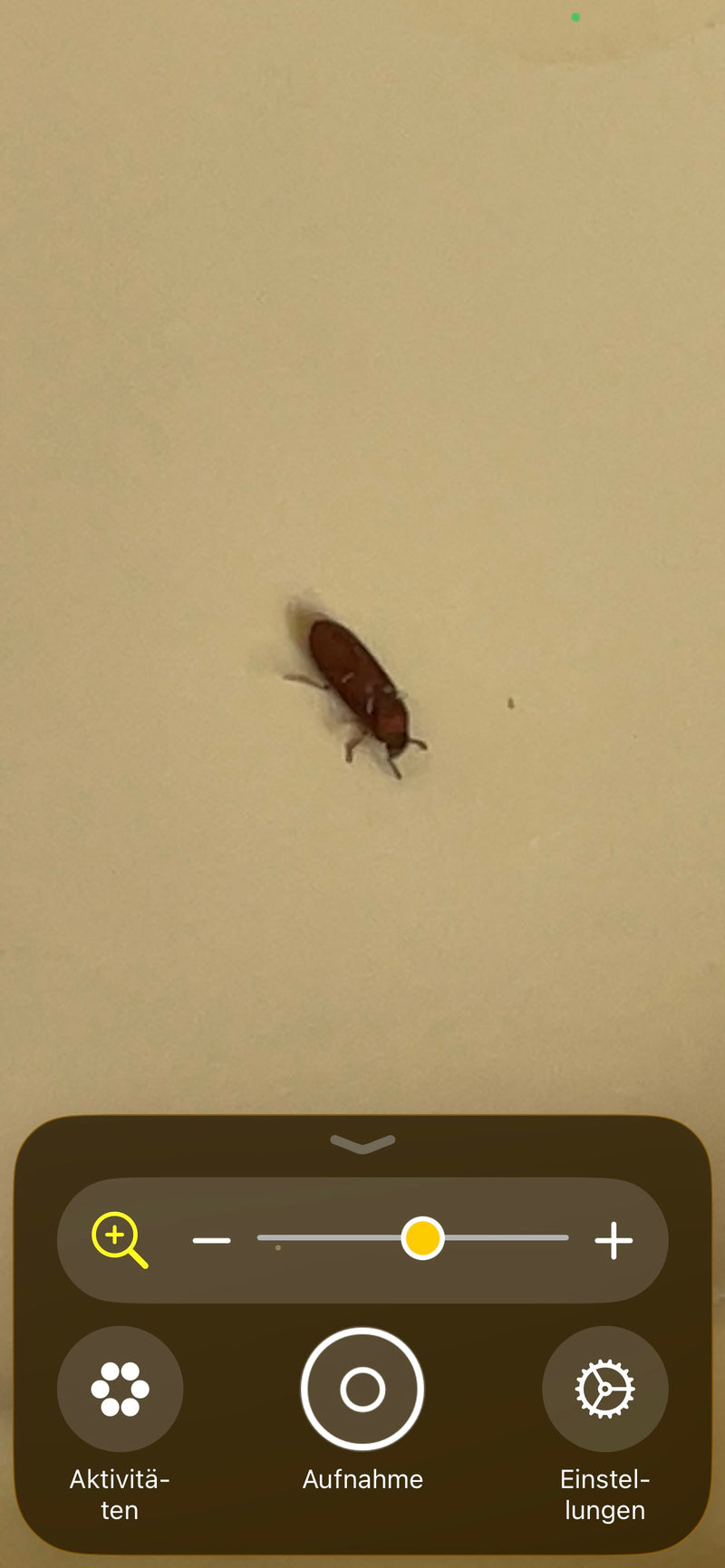 L'immagine mostra un Tribolium castaneum seduto su una superficie chiara. Il piccolo insetto mostra la sua tipica colorazione e forma marrone rossastra.