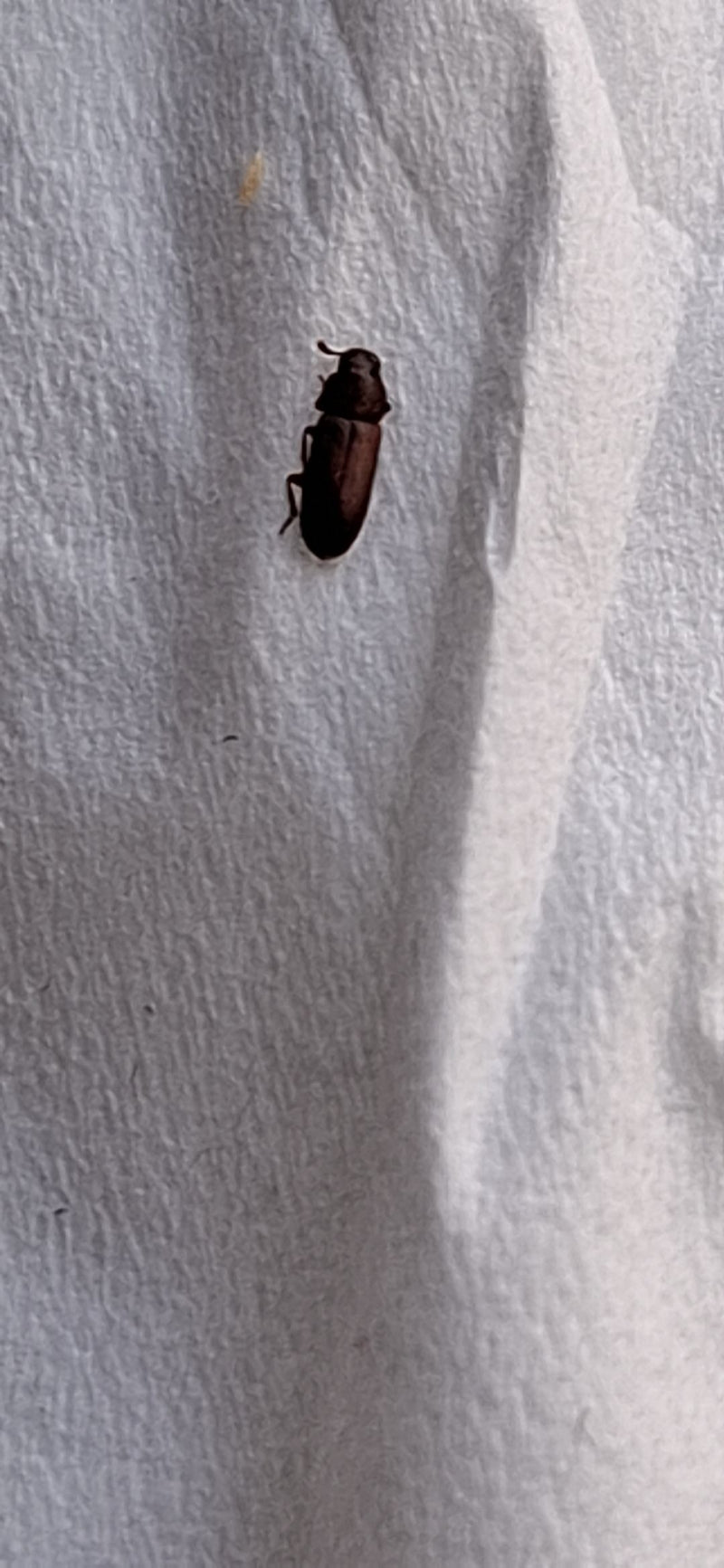 L'immagine mostra un tribolio castaneo posato su una superficie di carta chiara.