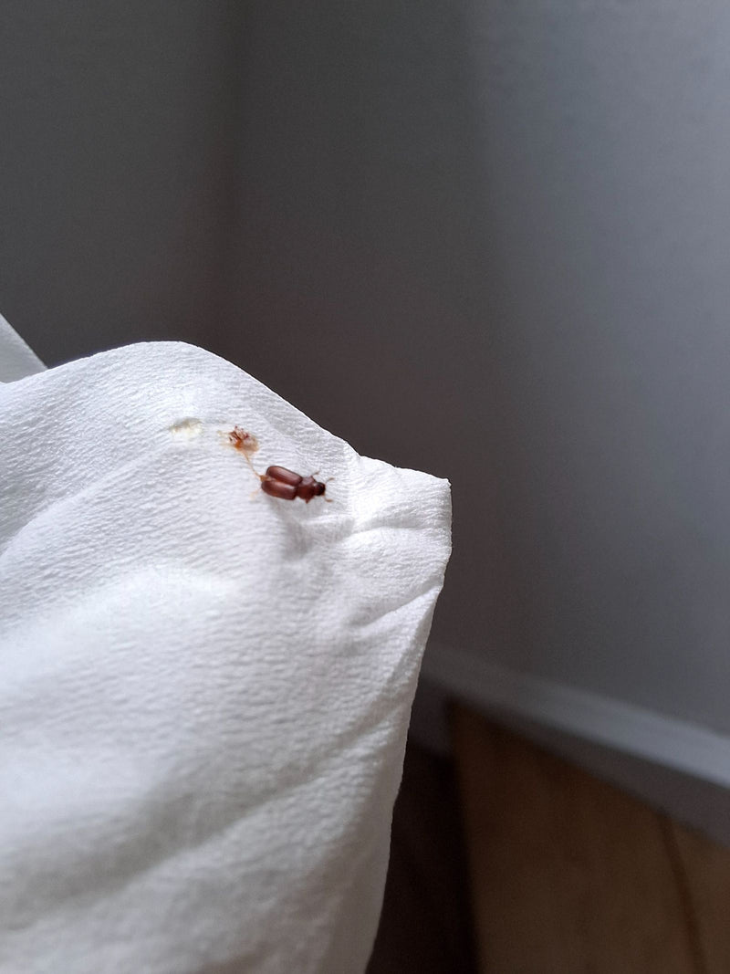Un Tribolium castaneum è seduto su un tovagliolo di carta bianco. Il piccolo insetto marrone rossastro è chiaramente visibile.
