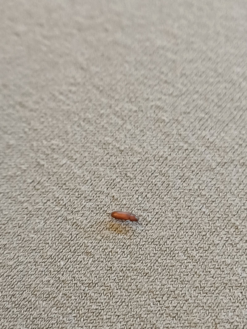 Un tribolio castano della farina cammina su un tessuto chiaro e strutturato. Il piccolo coleottero allungato è visto di profilo.