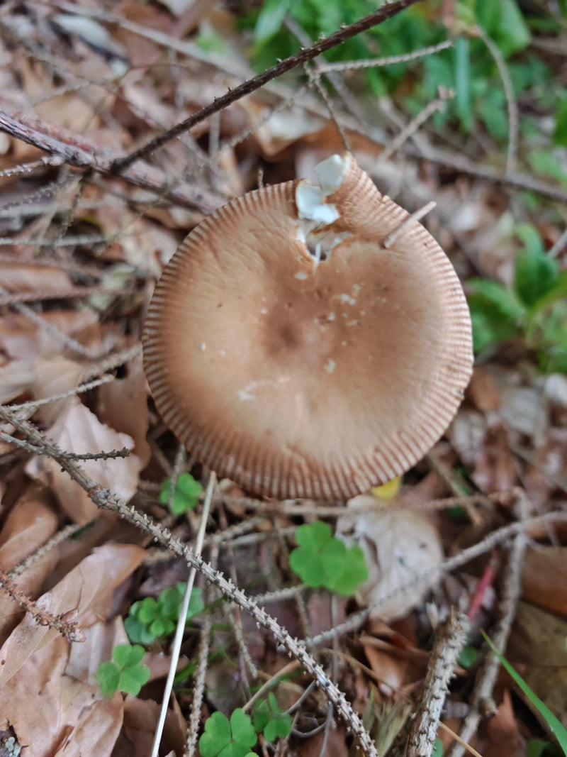 Striscia guaina rosso-marrone — foto 1 di 2