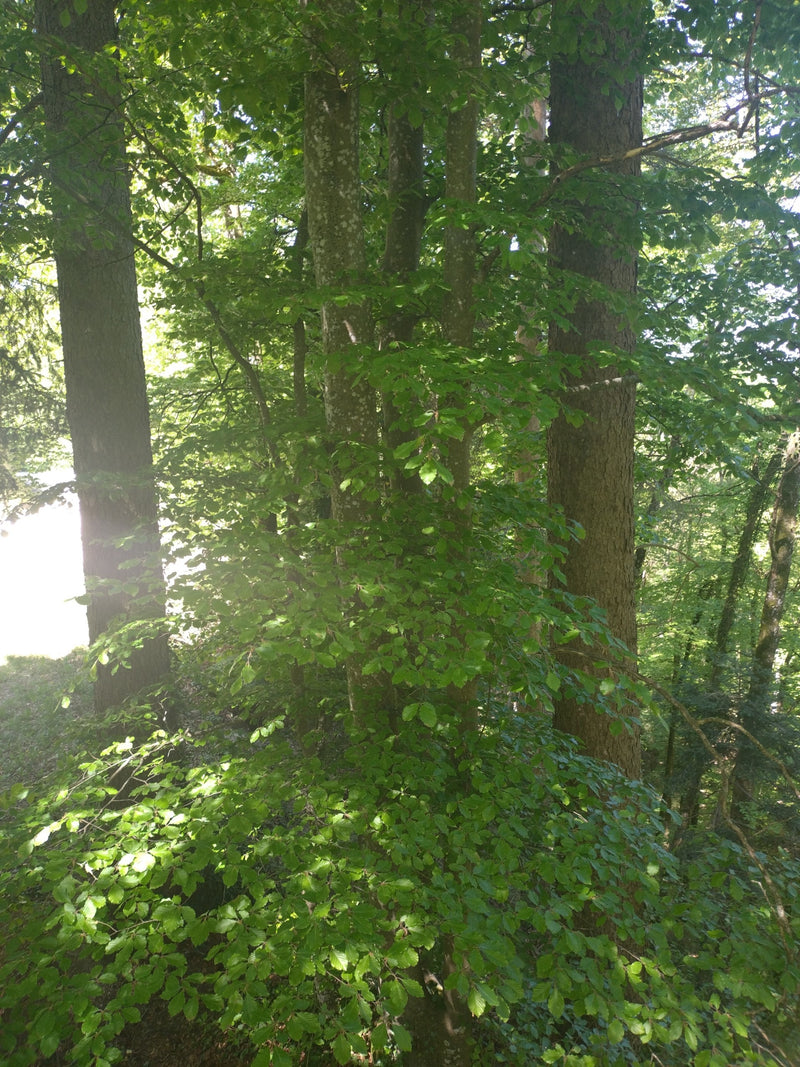 L'immagine mostra diversi faggi europei adulti in un bosco luminoso. Sono ben visibili i tronchi lisci e la densa vegetazione verde.