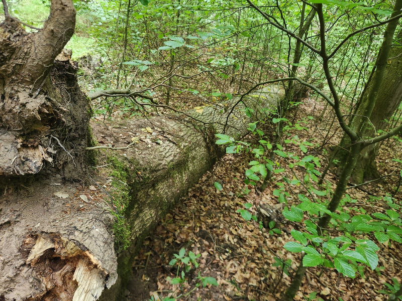 Un tronco caduto di faggio comune giace sul terreno della foresta coperto di foglie, circondato da giovani rami di faggio.