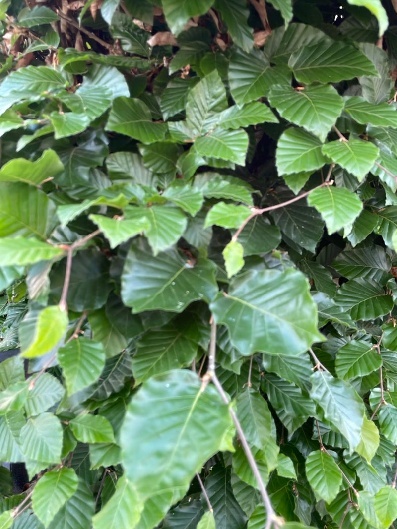 L'immagine mostra le tipiche foglie verdi lucide e i rami sottili di un faggio europeo. Lo scatto cattura una vegetazione densa da una prospettiva ravvicinata.