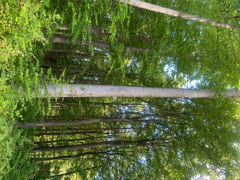 Si vedono diversi tronchi eretti grigio chiaro e la chioma verde di faggi comuni in un bosco luminoso. Lo scatto mostra gli alberi dal basso verso l'alto nel...