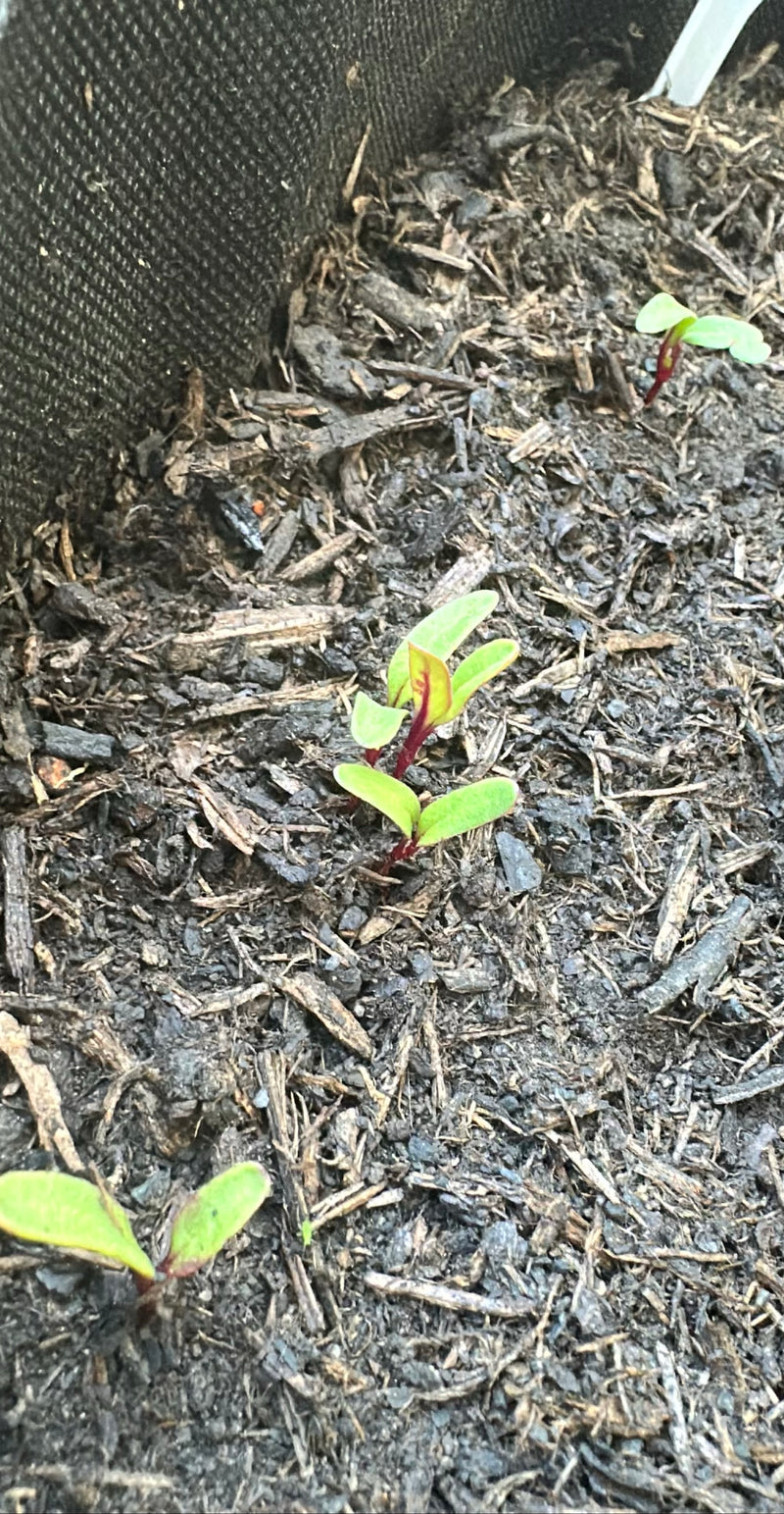 Barbabietola — Bild 2