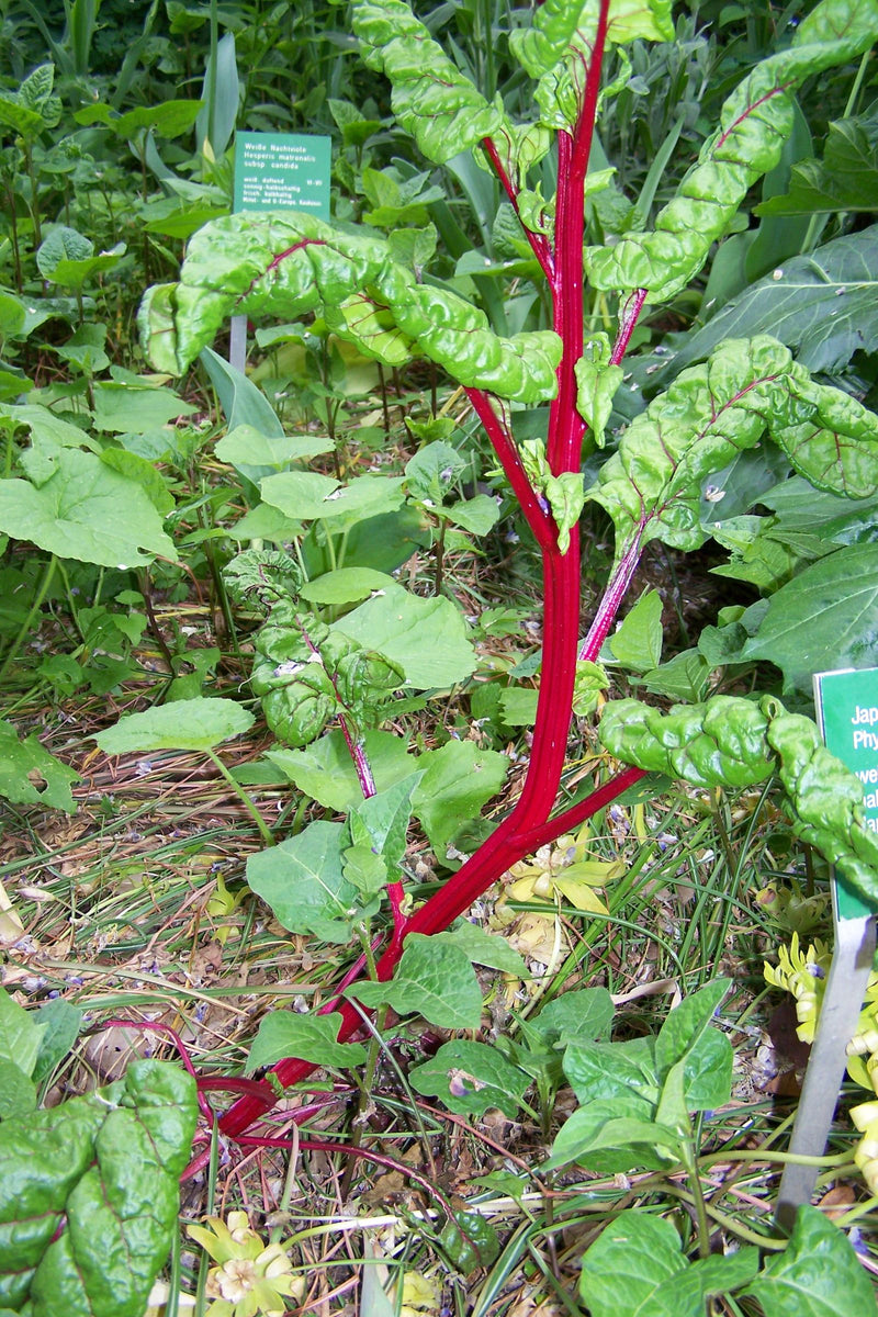 L'immagine mostra una barbabietola rossa con steli rossi evidenti e foglie verdi. Cresce in un giardino su terreno vegetato.