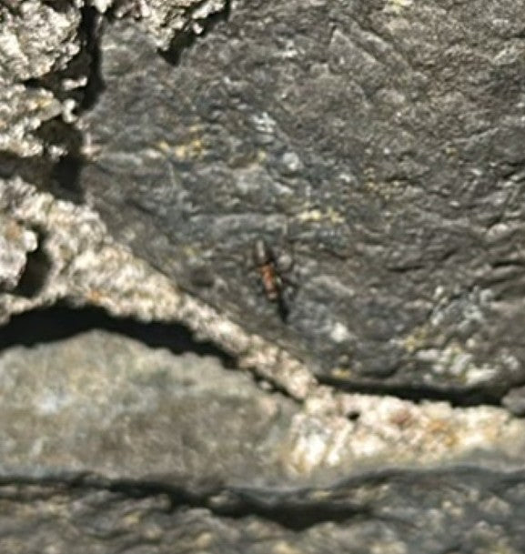Formica rossa del prato — Bild 1
