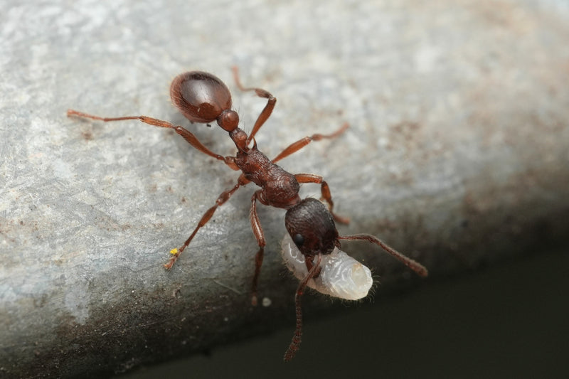 Una formica Myrmica rubra cammina su una superficie grigia trasportando una larva bianca.