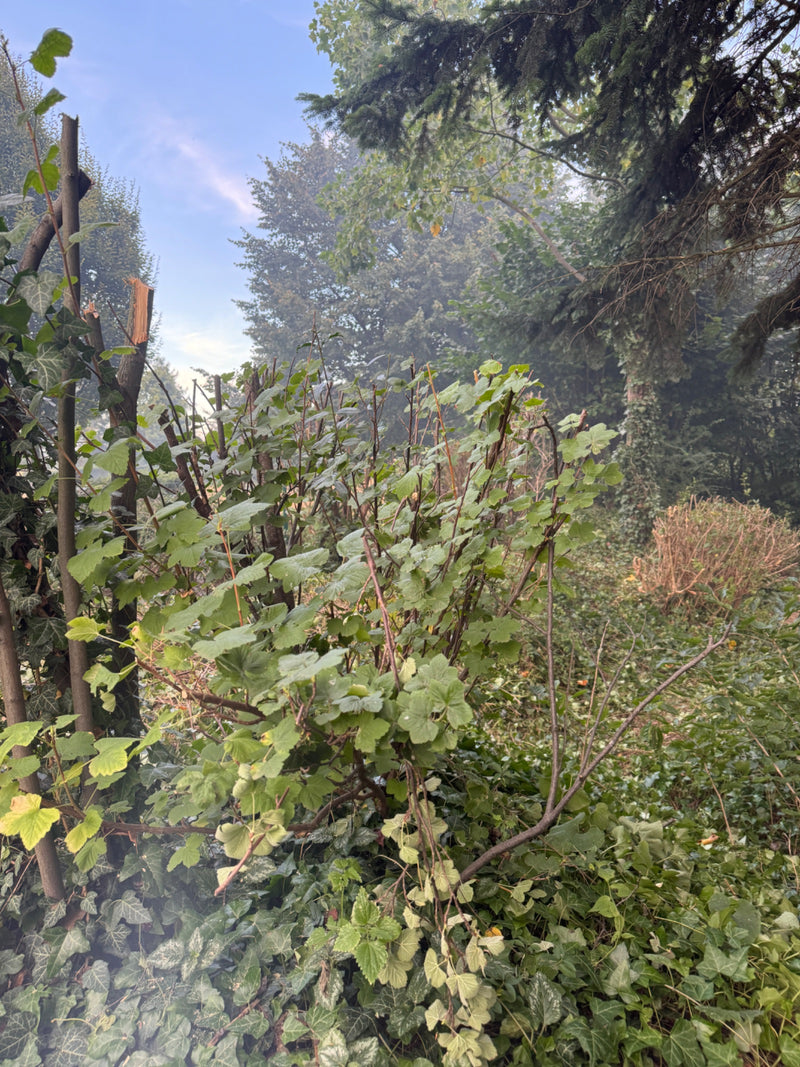 ribes — Bild 1
