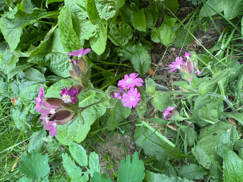Una silene dioica in fiore con vistosi petali rosa e calici pelosi cresce tra la vegetazione erbacea.