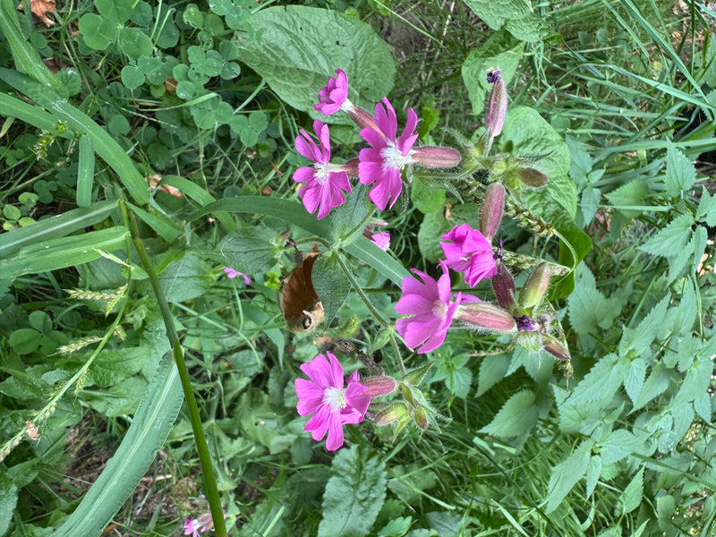 Diversi fiori rosa brillante di silene dioica con calici pelosi tra la vegetazione erbacea.