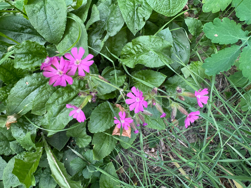 Una silene dioica in fiore con vivaci petali rosa cresce tra un fitto fogliame verde ed erba.
