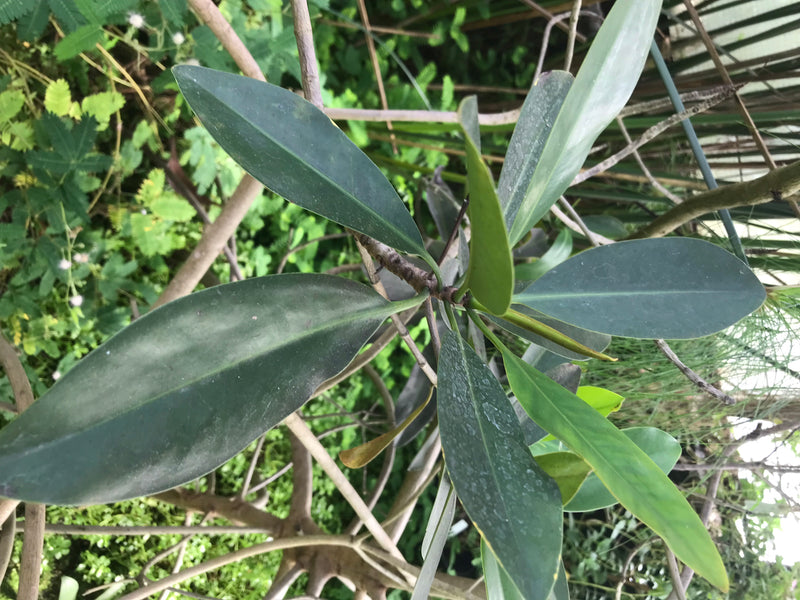 Rote Mangrove — foto 2 di 2