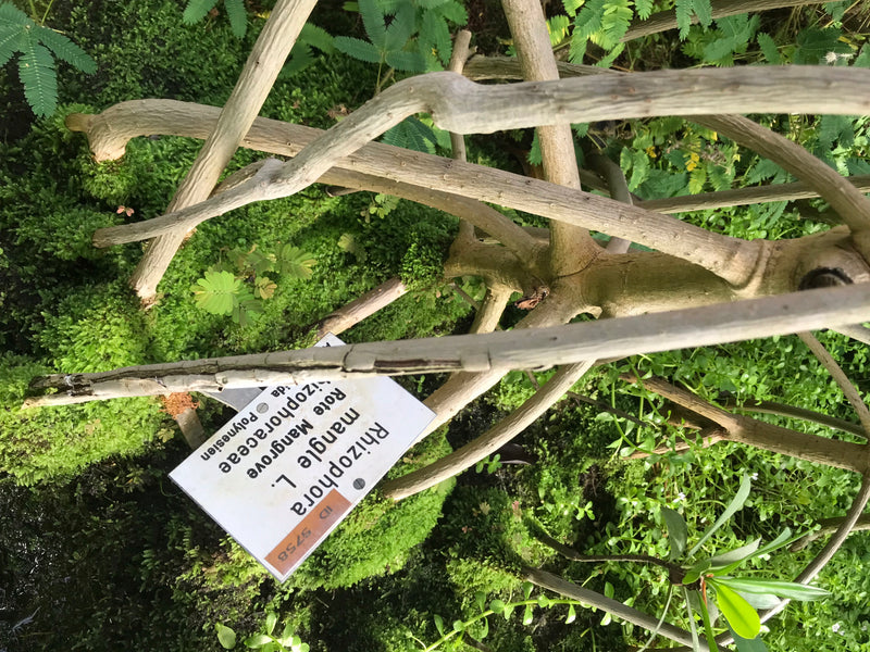 Rote Mangrove — foto 1 di 2