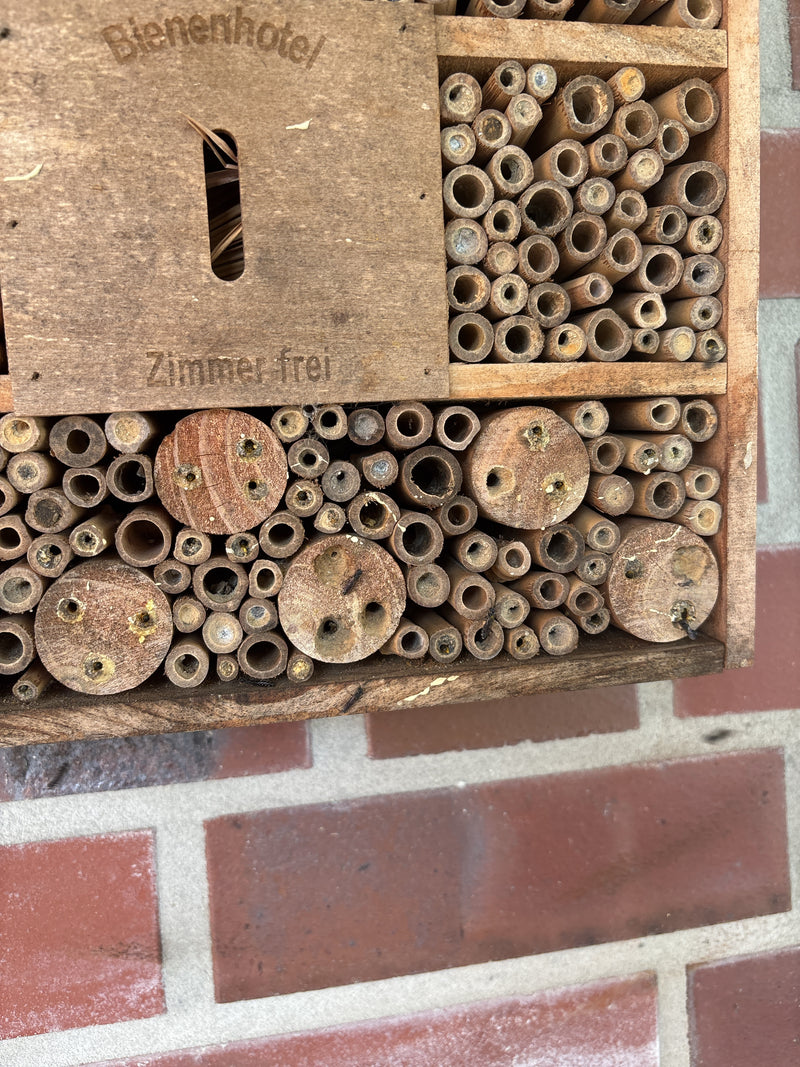 L'immagine mostra un hotel per insetti in legno con vari tubi, alcuni dei quali sono stati usati come nidi e sigillati. Questo è un tipico sito di nidificazi...