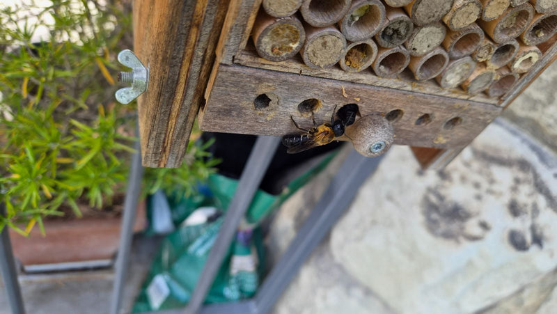 Un'osmia rossa è seduta su un hotel per insetti in legno e sta esplorando i fori. Mostra la tipica peluria rossastra.