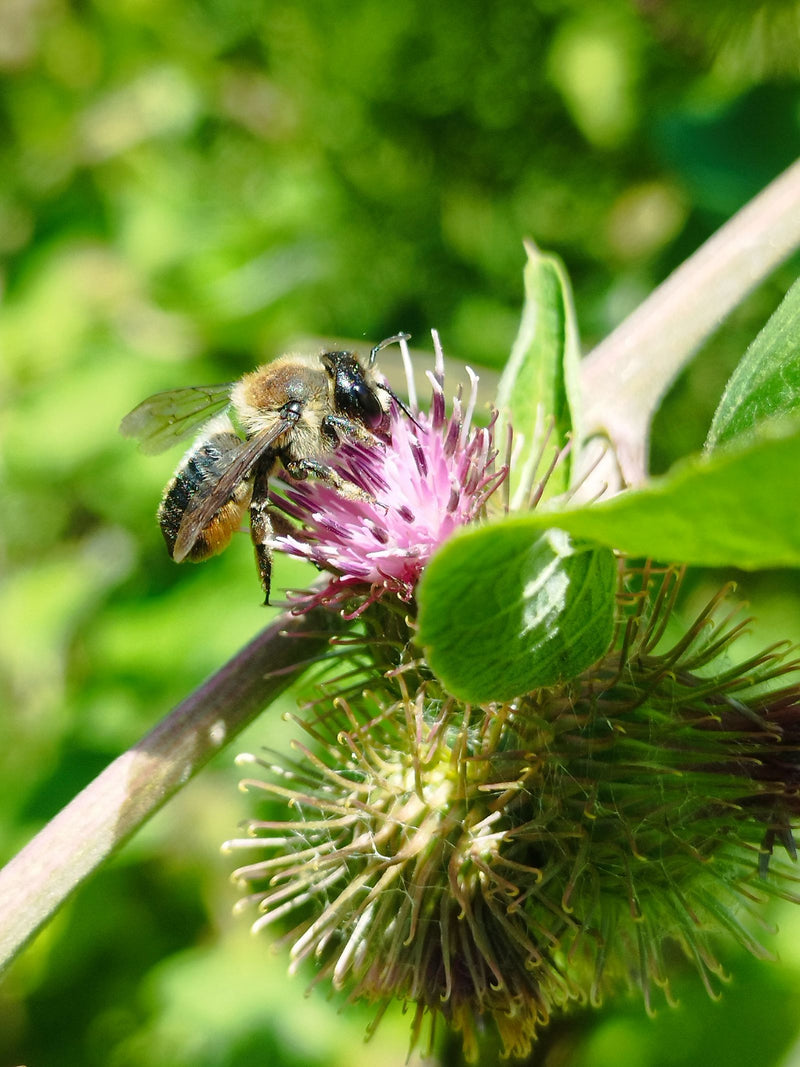 Un'osmia rufa si trova su un fiore viola raccogliendo nettare o polline. Lo scatto mostra l'insetto di lato in mezzo al fogliame verde.