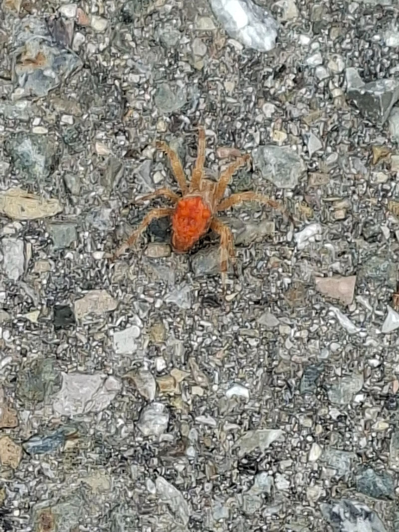 Un acaro rosso cammina su uno sfondo sassoso. La caratteristica colorazione rossa è chiaramente visibile.