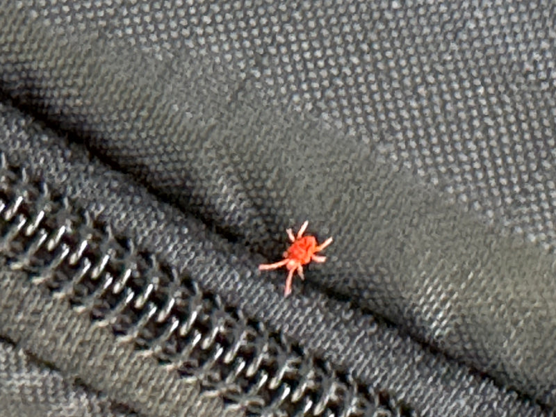 Un acaro rosso vellutato si muove su un tessuto scuro accanto a una cerniera.