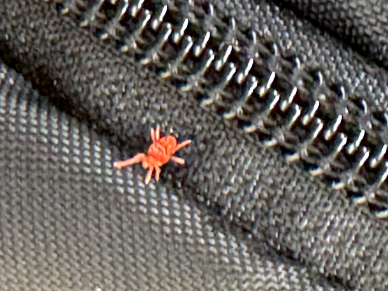 Un acaro vellutato rosso vivo si muove su un tessuto scuro proprio accanto a una cerniera.