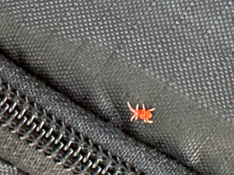 Un acaro rosso vellutato cammina su un tessuto scuro accanto a una cerniera.