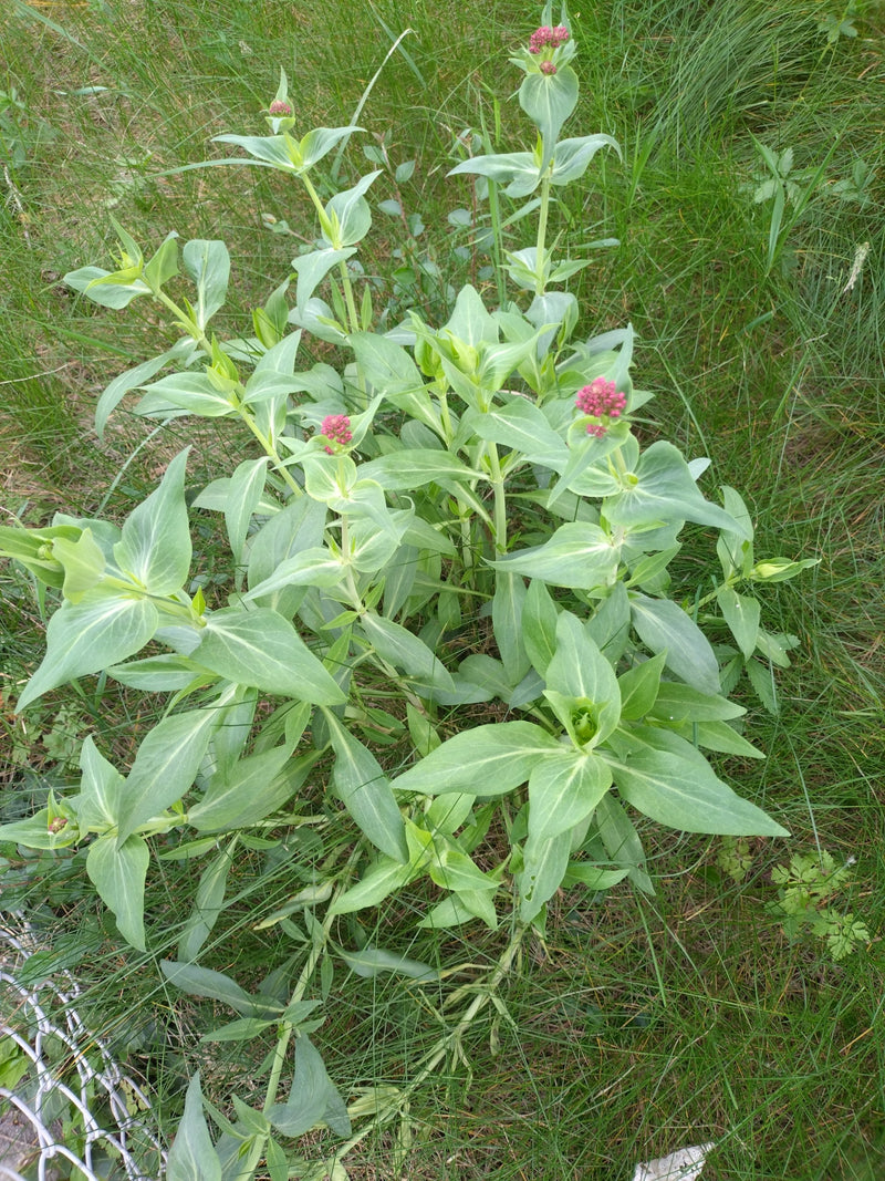 Fiore sperone rosso — Bild 2