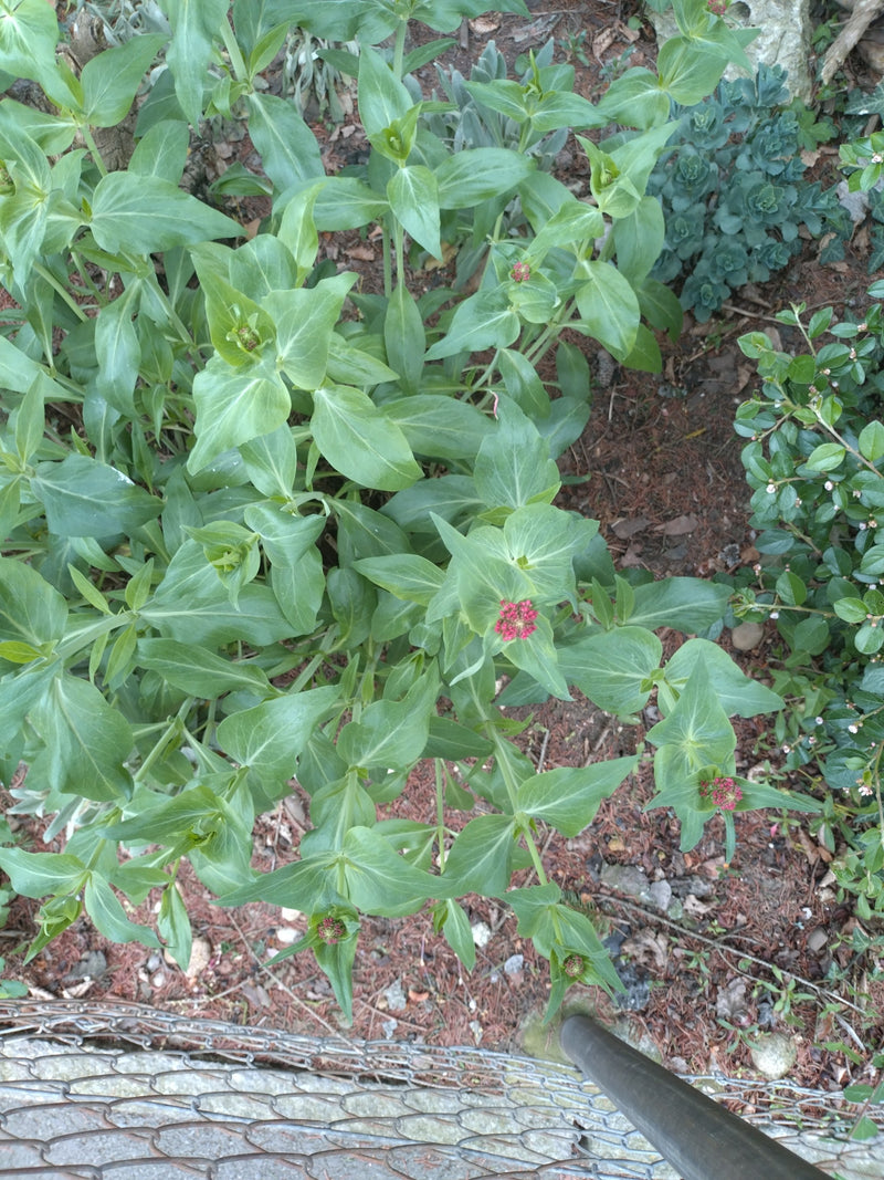 Fiore sperone rosso — Bild 1