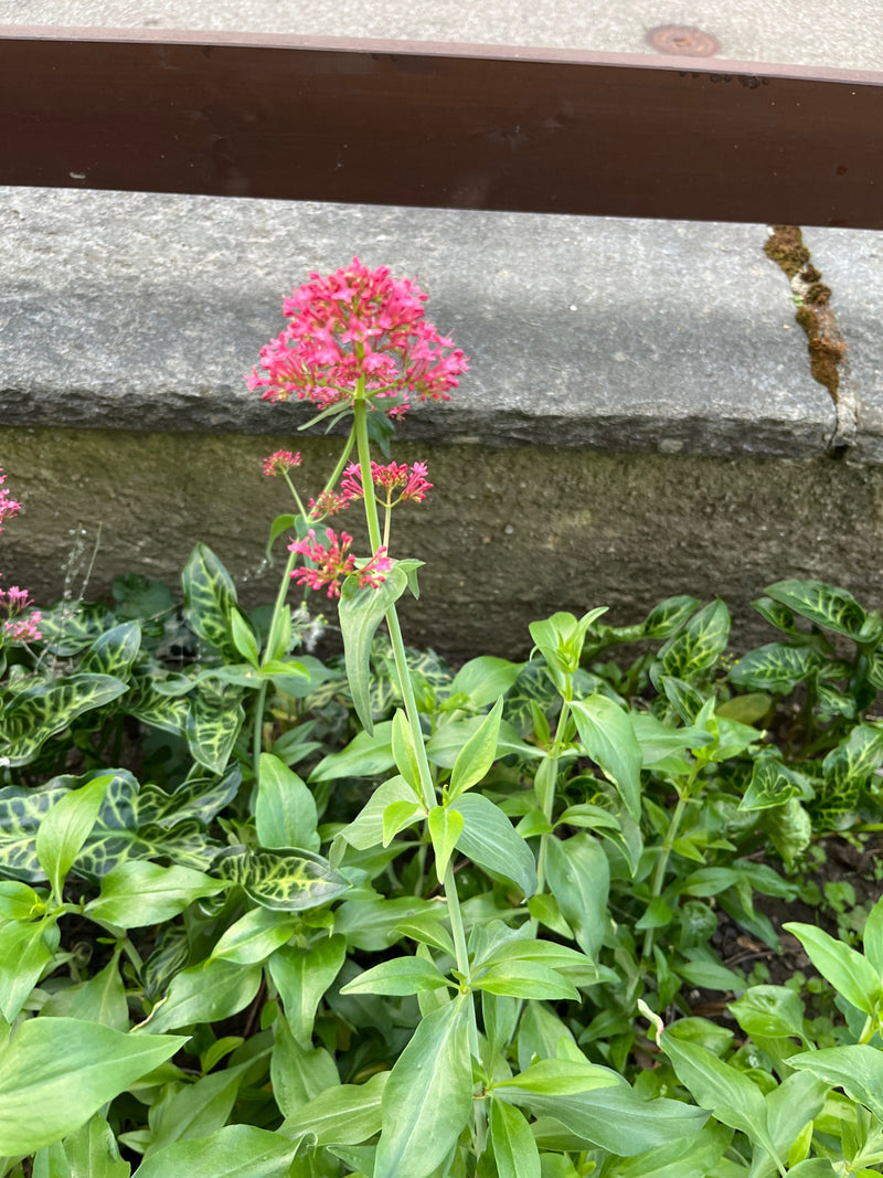 Una valeriana rossa in fiore con un'infiorescenza rosa brillante cresce davanti a un muretto di pietra.