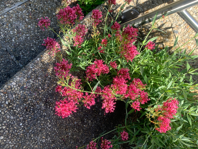 Si vede una valeriana rossa in fiore con infiorescenze da rosa vivo a rosso. La pianta cresce vista dall'alto proprio accanto a una scala in pietra strutturata.
