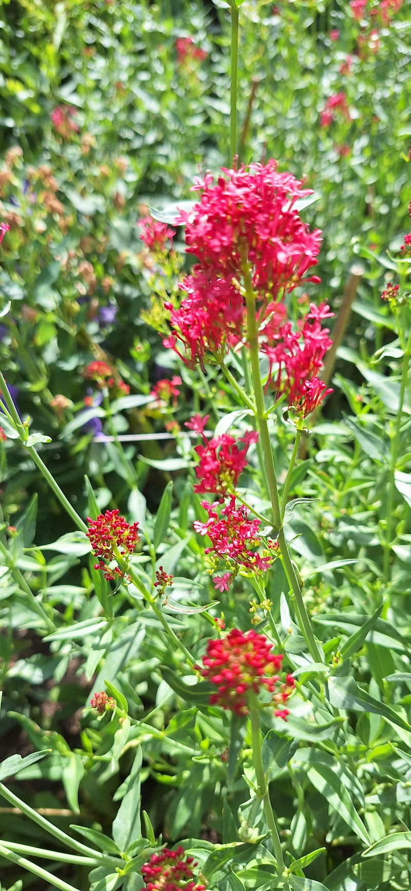Si vede un valeriano rosso con infiorescenze rosse dense e caratteristiche e foglie verdi. La pianta si trova in un ambiente naturale.