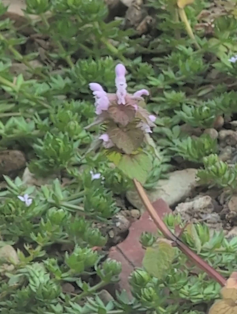 Ortica morta viola — Bild 1