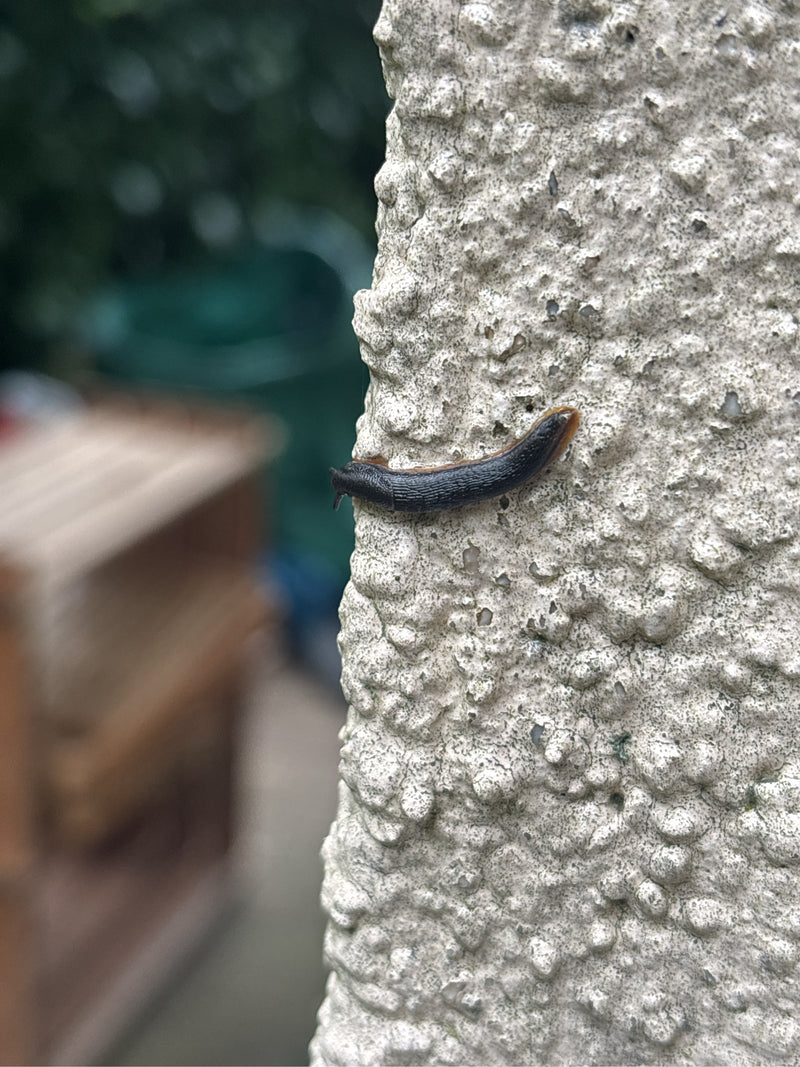 Rote Wegschnecke — foto 1 di 1