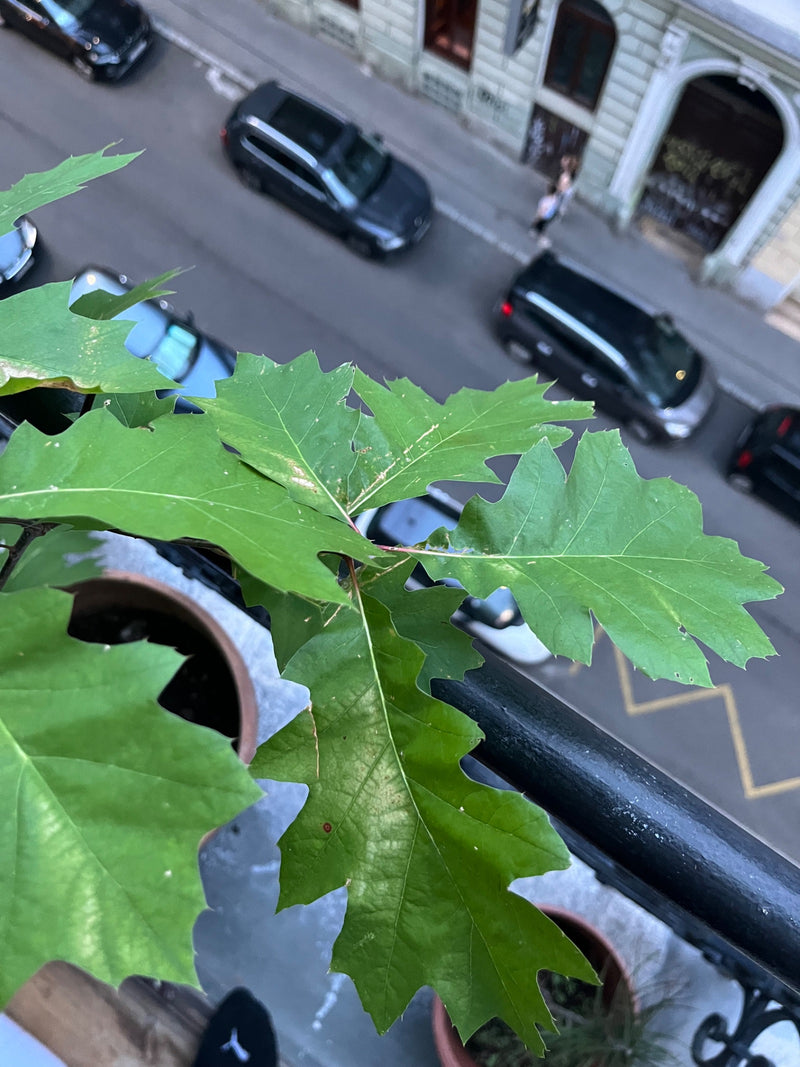 Quercia rossa — Bild 1