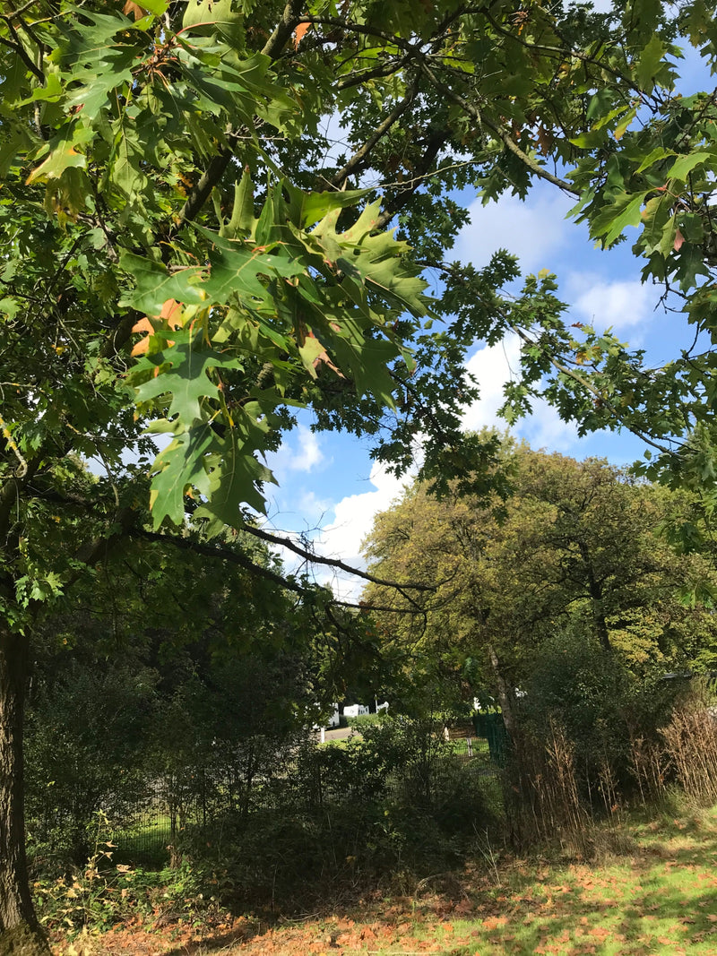 Rami di una quercia rossa con foglie verdi tipicamente lobate contro un cielo soleggiato.