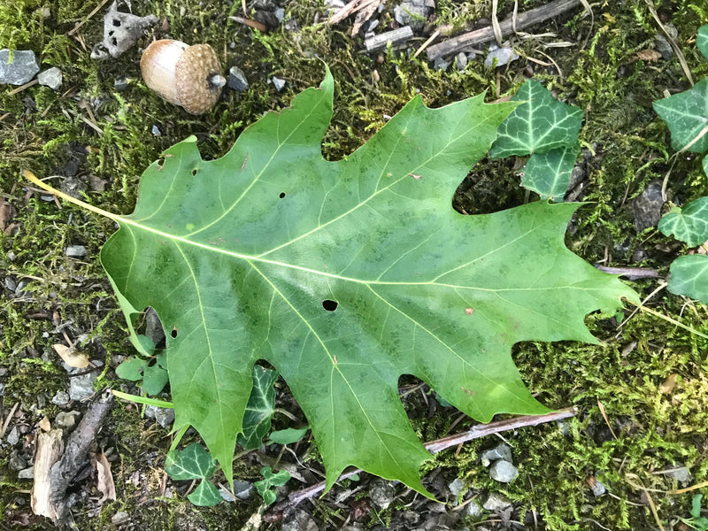 Quercia rossa — foto 3 di 6