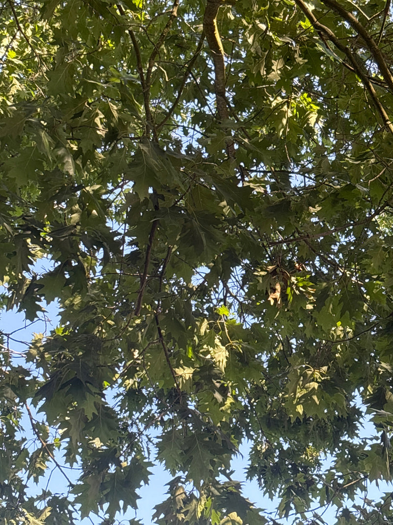Quercia rossa — foto 1 di 6