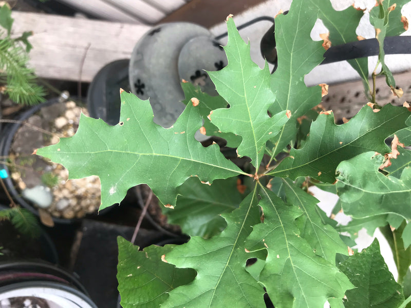 Quercia rossa — foto 5 di 6