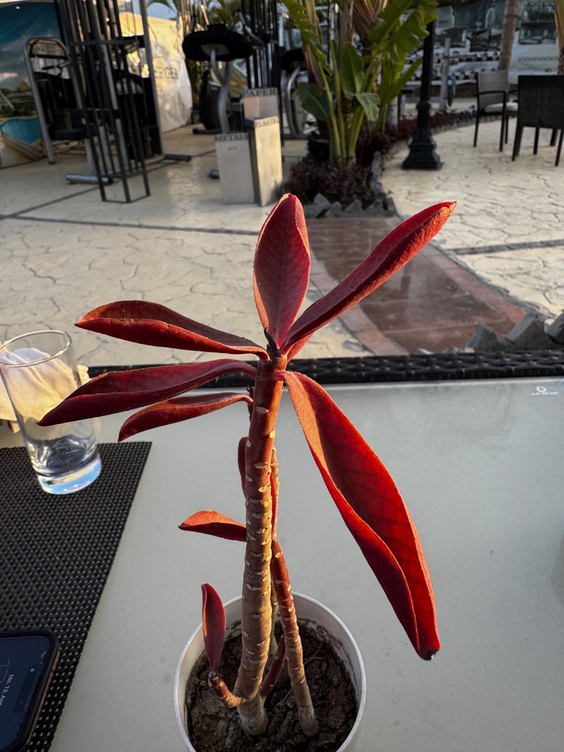 Milkbush africano rosso — Bild 1