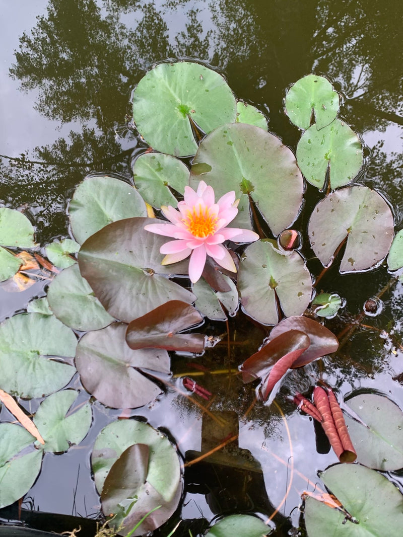 Una ninfea con fiori rosa galleggia insieme a foglie arrotondate su una calma superficie d'acqua.