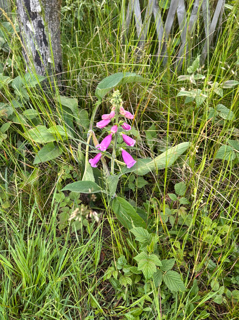 È visibile una pianta di digitale purpurea in fioritura con i suoi caratteristici fiori rosa-porpora in un prato. La pianta si trova in mezzo a erba alta e a...
