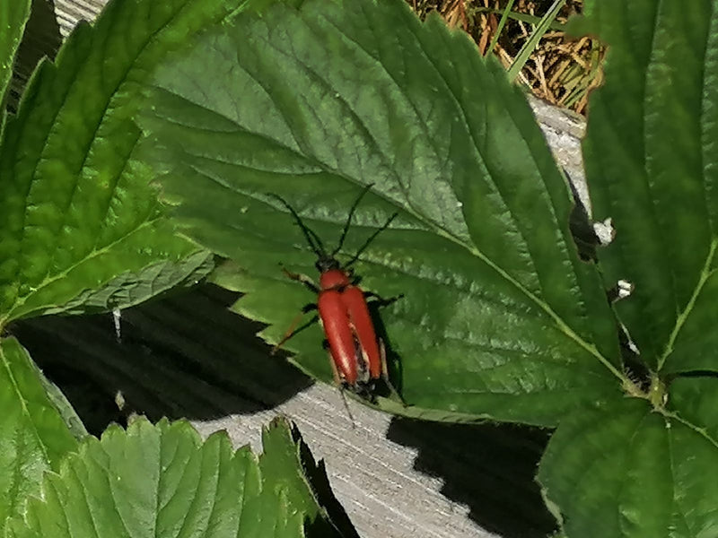 Dollaro dal collo rosso — Bild 1