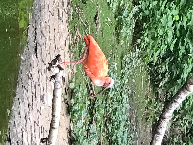 Roter Ibis — foto 1 di 2