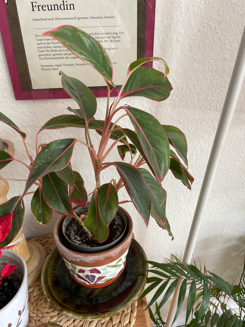 Filo di pannocchia rosso — Bild 1