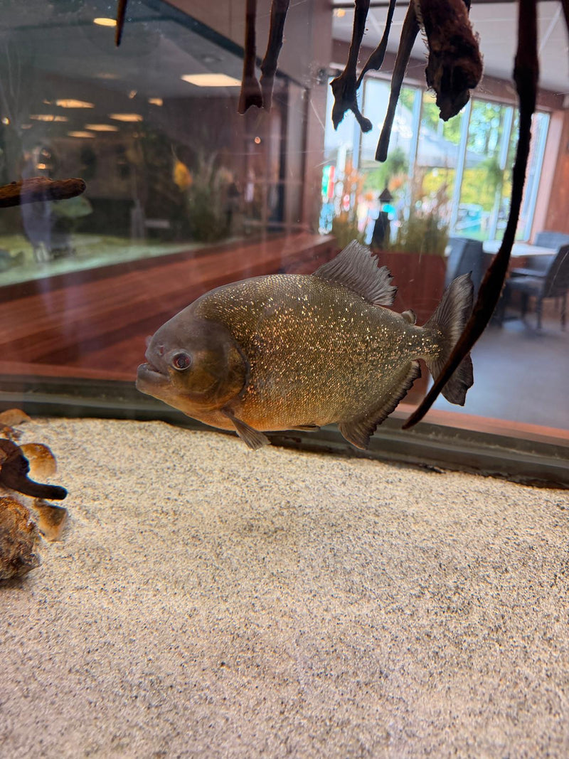 Piranha rosso — Bild 1