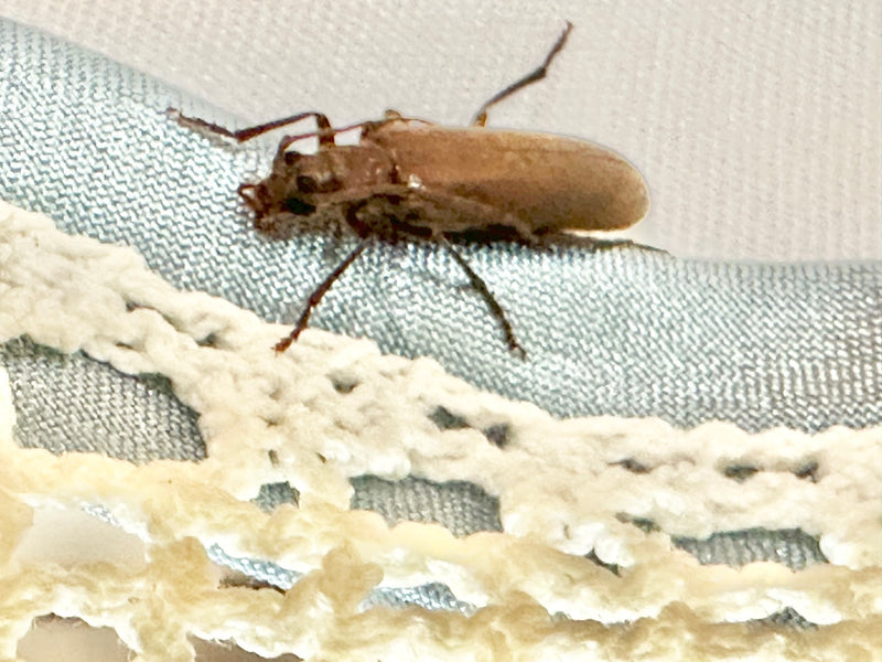 Scarabeo molle comune — Bild 1